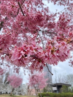 S__8749066_コピー